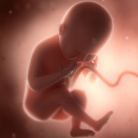 Bioética módulo 1 - O início da vida e o aborto